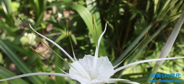 水鬼蕉花语